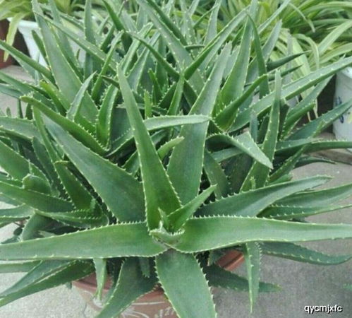芦荟盆栽养护，掌握光照、水分、土壤等关键要素