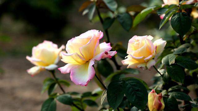 星尘月季：夏日的奶油诱惑