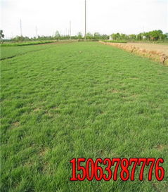 撒播草籽，如何Zuo到不偏不倚？