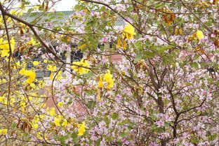 秋天的花朵， 值得我们去欣赏