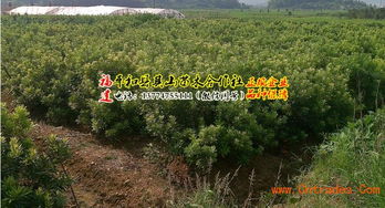 果树被砍伐， 赔偿标准是多少