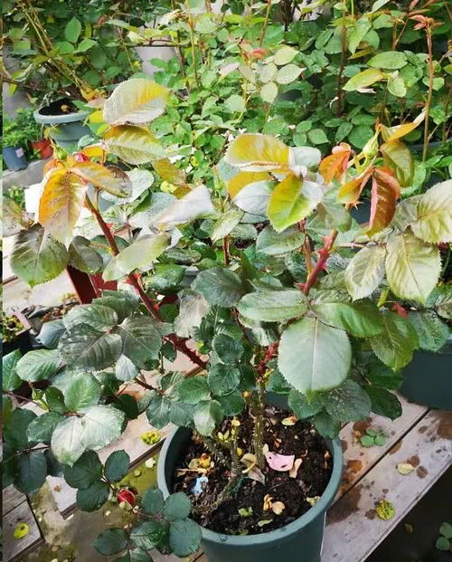 红蜘蛛的防治方法