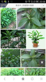 遇见那奇特的茎杆