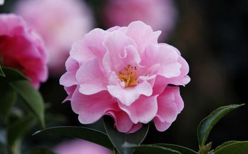 美丽的玫瑰海棠