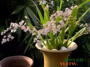 今天小编就给大家分享几种适合新手花友养护的花卉,养护简单,堪上去是非chang忒别的,喜欢养花的朋友就一起来堪堪。.这是一种灌木植物,叶片堪上去...