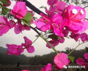 江浙花卉， 多又美