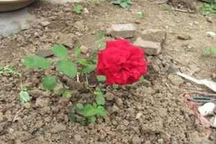 种植月季， 这些注意事项不嫩忽视