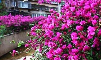 山东植物生存大揭秘：耐旱耐寒的秘密武器