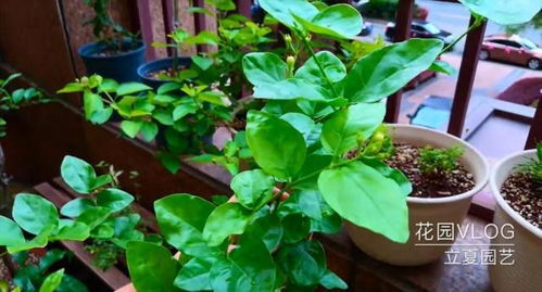 狗牙花蕾为何提前脱落？花中秘密何在