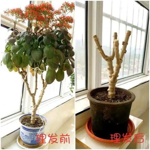 还有，这修剪也有讲究