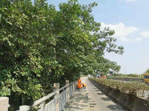 祖坟栽什么树好？内行人推荐这几种树