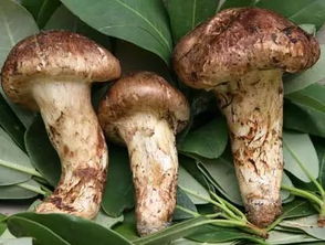松茸鲜香浓郁，干品更易保存