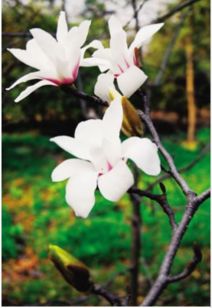 白玉兰的价格， 一kan就明白