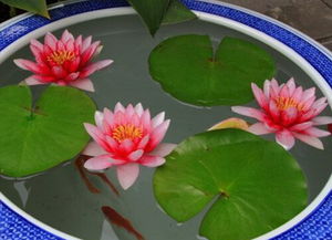 养殖睡莲在土环境挑战