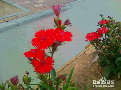 春天的小红花，你认得它们吗？