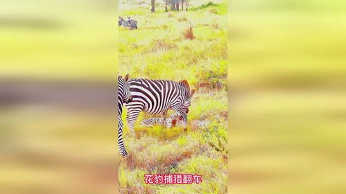 斑马花开完花，如何处理才能让美丽延续