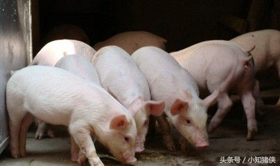青霉素不配等于白用，养猪新手如何掌握6组黄金搭配？