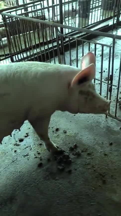 猪人工授精，提高繁殖效率