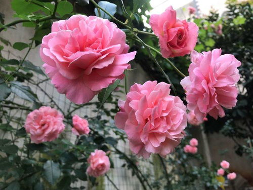 种植花卉的基本原则