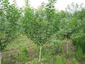 榆叶梅与垂枝樱花：浪漫的花朵使者