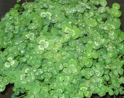 白三叶草坪的观赏价值