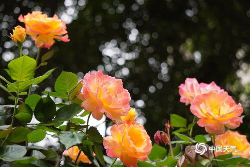 月季花的顽强生命力