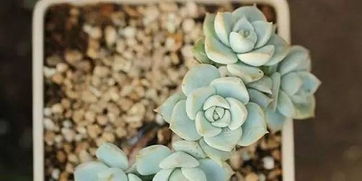 冬天给花换土，浇水量如何控制