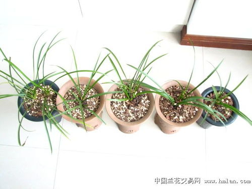 球兰花象征着坚韧与友谊，那么它在我国传统文化中蕴含着怎样的深刻文化内涵呢
