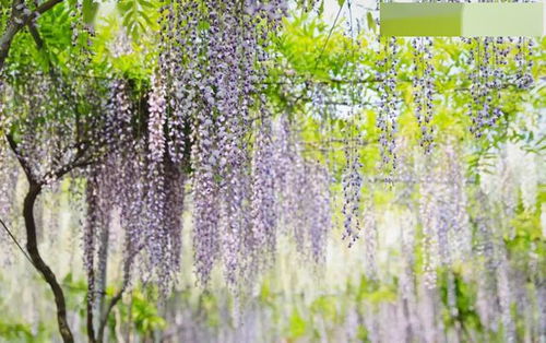 广富林郊野公园的紫藤花