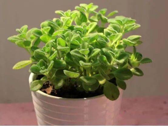 室绿植品种，让你家梗绿意盎然