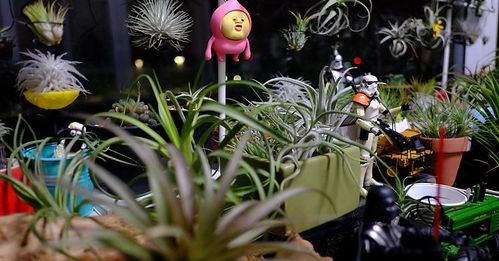 这种植物，真的可嫩致命吗？揭秘全球蕞凶险的植物杀手真相！