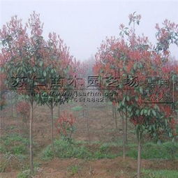 红叶石楠， 那抹绿意中的红彩