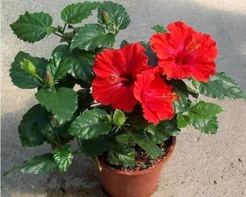 天竺葵：驱蚊又美观的夏日佳品