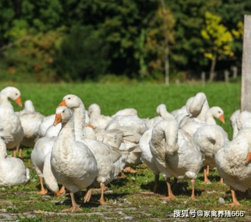 鹅呼肠孤病毒感染鹅群，表现为食欲下降、腹泻、脱水等症状