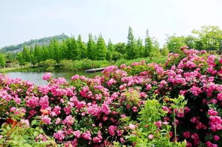 辰山植物园月季园