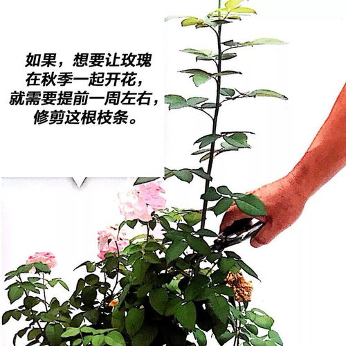 夏季修剪， 要把握时机哦