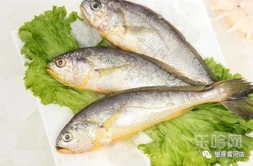 黄鱼，又称黄花鱼