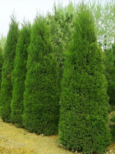 桧柏的栽培管理