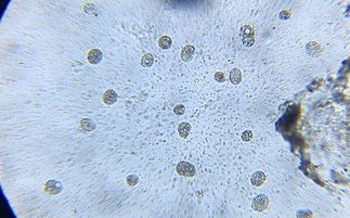 水产甲维盐的主成分及作用