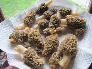 野生羊肚菌价格昂贵，一斤可达数千元