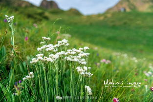 藜麦， 适应性强