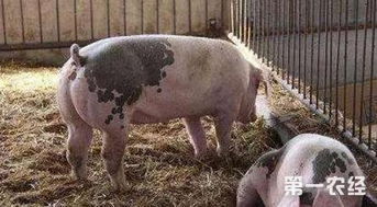 优化三元杂种猪饲养，提升养殖效益