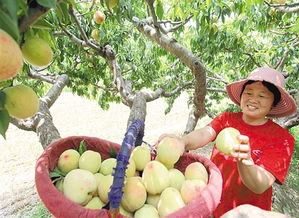 掌握秘诀：如何高效栽培长寿桃，让家中增添一抹生机！