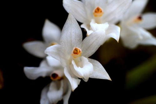兰花种植的讲究