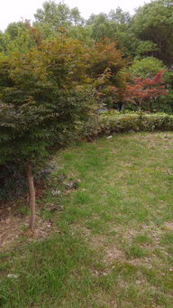 红枫的种类揭秘：紫红色叶子究竟是什么品种？