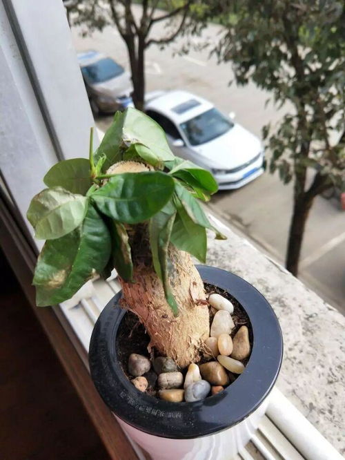 懒人花盆土壤放置技巧， 轻松避免板结问题