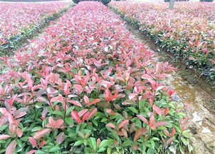 不同高度的红叶石楠价格