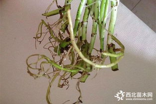 植物烂根了怎么办？针对不同植物有哪些针对性的处理方法
