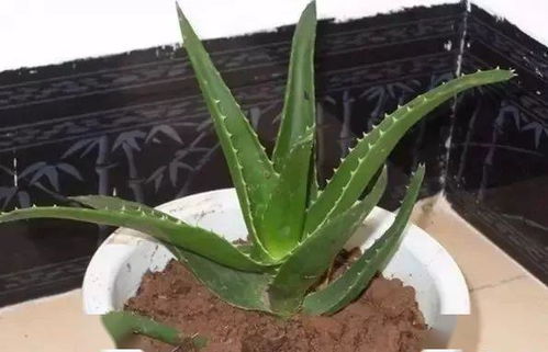 芦荟生长适宜温度是多少度？不同品种的芦荟温度要求有差异吗