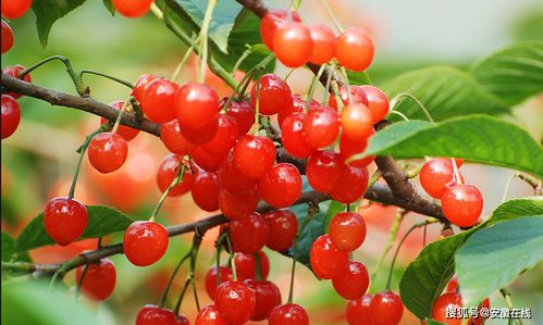 商业种子的猫腻：别让抢青货害了你